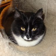 Poor Scared Cane Kitty Nov 2012