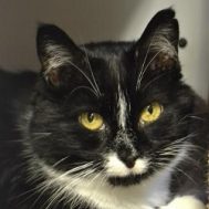 Cane Kitty's Portrait