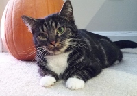 Foxie in New Home Nov 2015