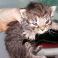 Itty Bitty
