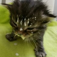Itty Bitty Learning to Drink with No Mama