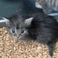 Itty Bitty Rescued