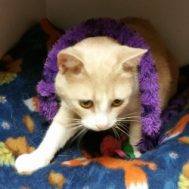 Scrappy Dressed Up by New Little Owner