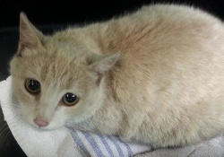 Scrappy Scared after Rescue
