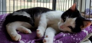 Mickey is Adorable - Jan 2017