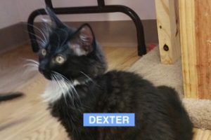 Dexter - Aug 2017