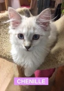 Chenille - ADOPTED 8/13/17