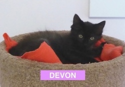 Devon is Cozy - Aug 2017