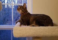 TOMMY CHILLAXIN' ON HIS NEW KITTY TREE Feb 2018
