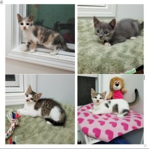 Four Kittens - Nov 2017