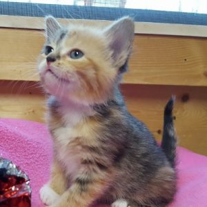 Suzanna kitten - early 2018