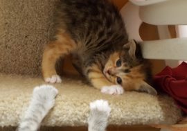 Suzanna's Kittens playing-April 2018