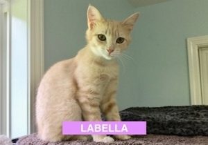 Labella- April 2019