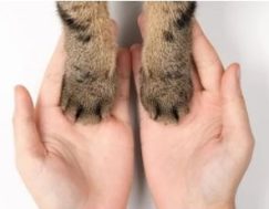 Paws in hands