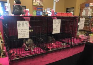 FURR-Kitties-at-PetSmart-Adoption-Event-Summer-2022