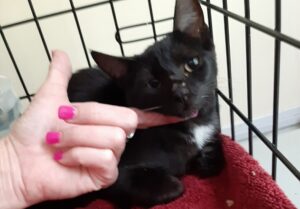 Black with bib - 4 mo old Kitten #1 Needs Foster - July 2022