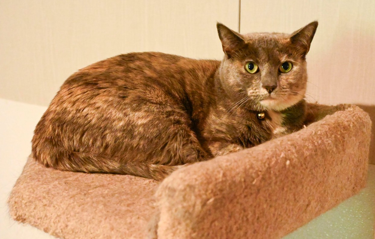 Foster or Adopt Shells Today! New Photo