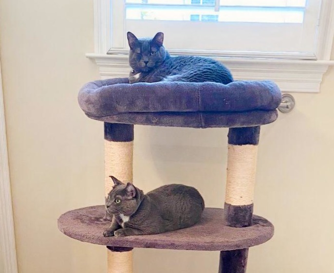 Blue-Marlin-and-Blue-Fish-on-cat-tower-Sept-2025