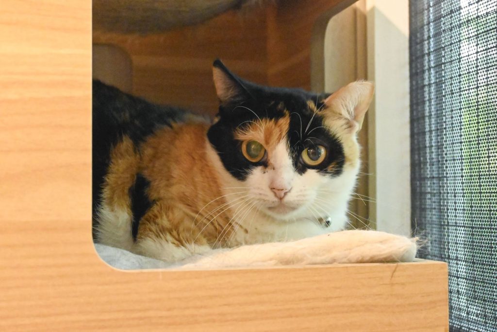 Bumble Bee posing - Aug 2025