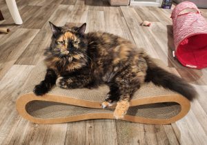 Dottie-posing-May-31-2025