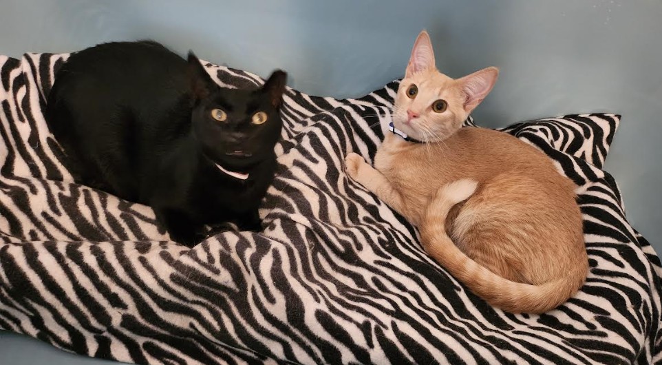 Autumn (L) and Woody (R) Adopted Together - Oct 2025