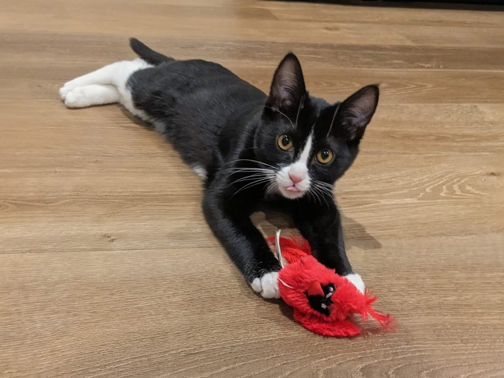 Berry-playing-Aug-2025