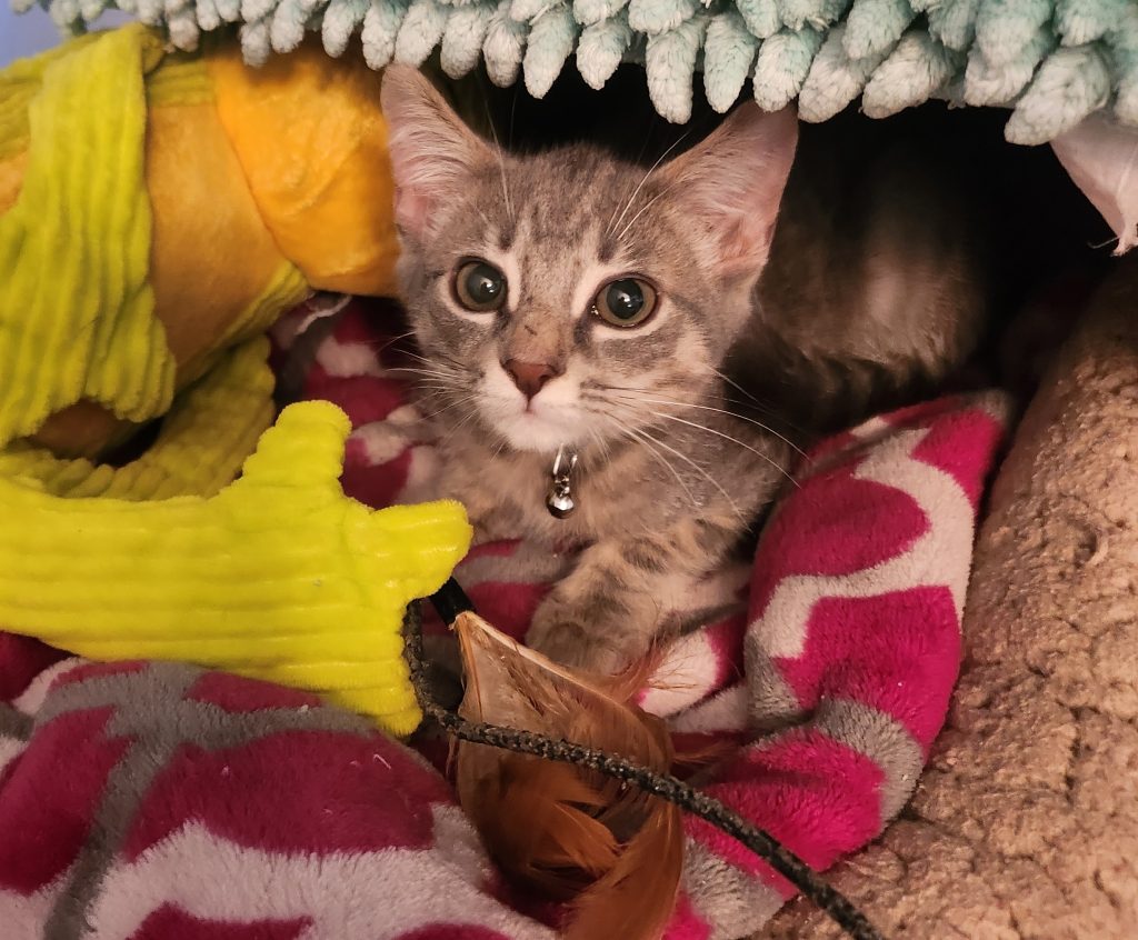 Davis kitten playing - Sept 2025