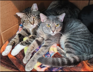 Davis-left and Stripes-right in Sept 2026 PawPrints