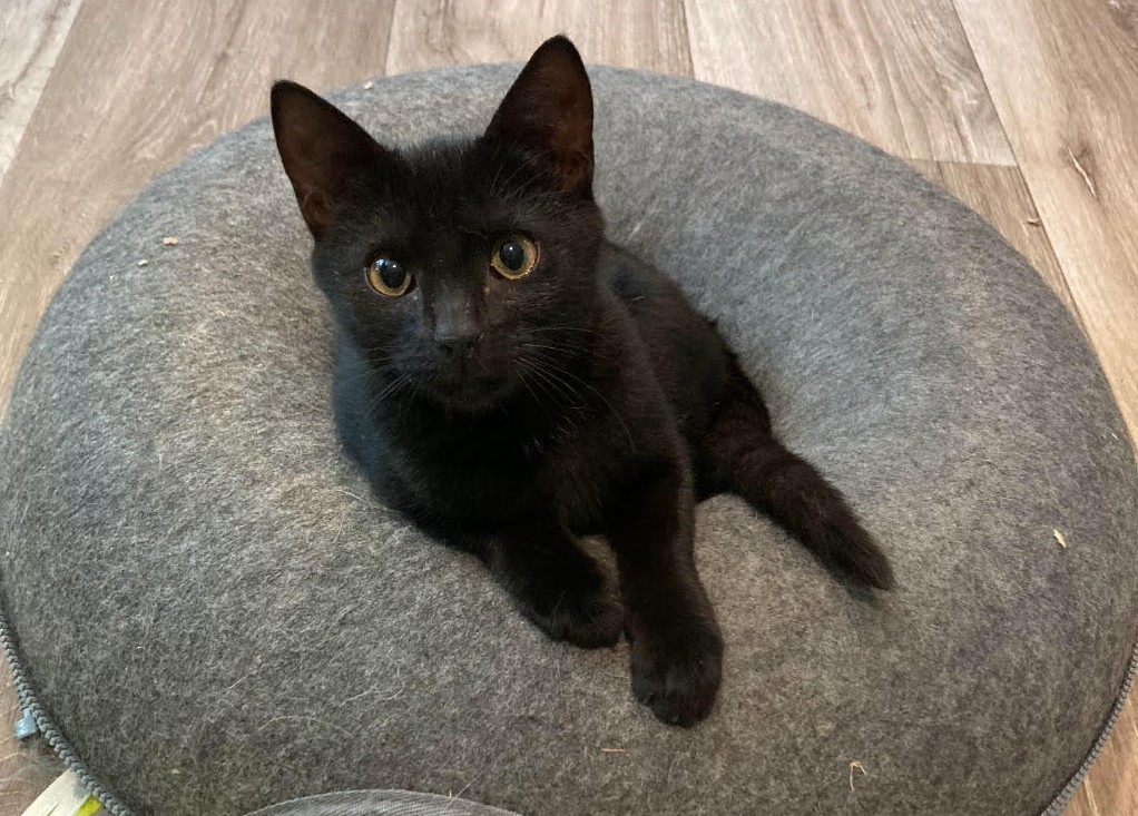 Lioness posing - Nov 2025