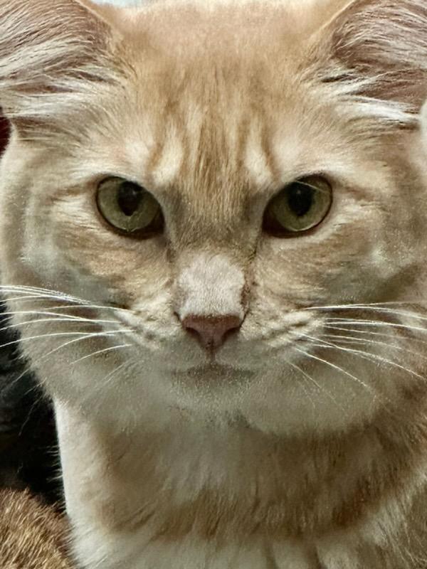 Orange-Roughy-handsome-face-Aug-2025