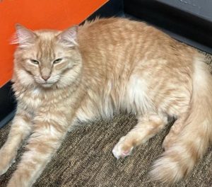 Orange Roughy relaxing - Aug 2025