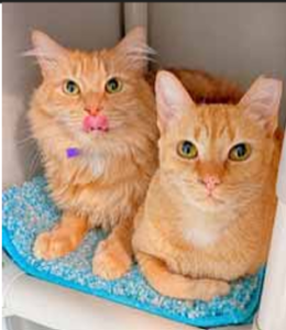 Orange Rouphy-left and Red Fish-right Sept 2026 PawPrints