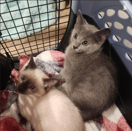 Rocky Point female kittens rescued Sept 2025