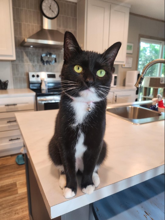 Blossom sitting - Nov 2025