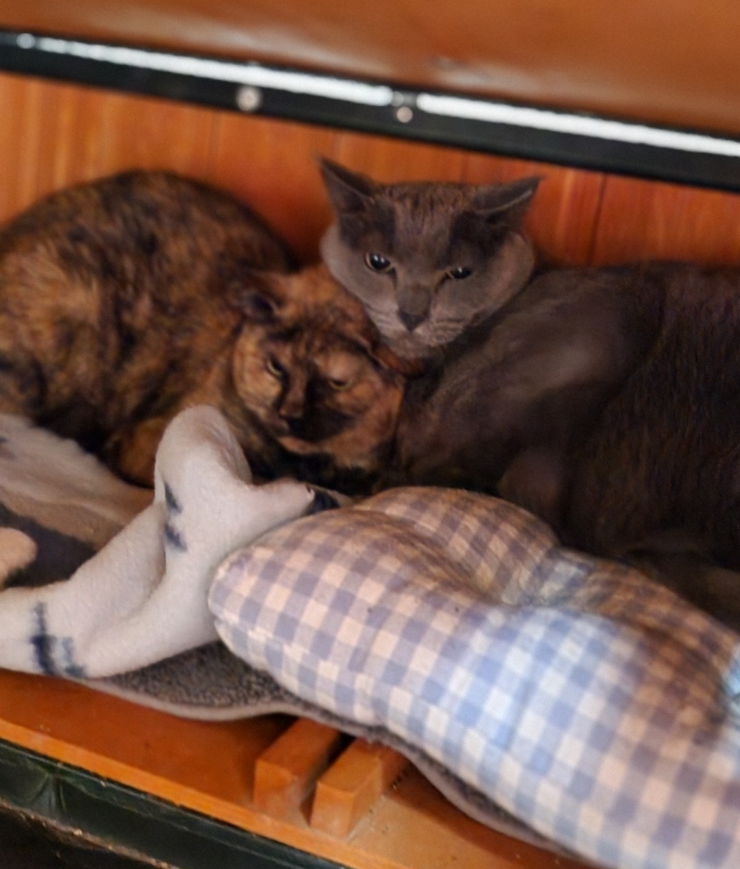 Spot (L) & Perch (R) snuggle at the Sanctuary - 11-2-2025