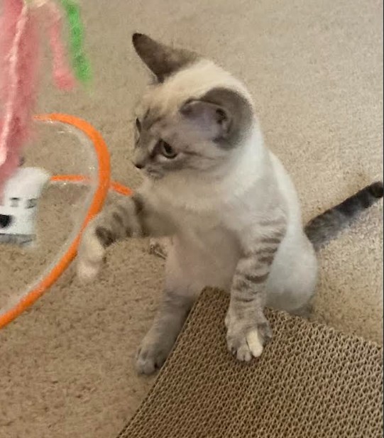 Lilac playing - Feb 2026