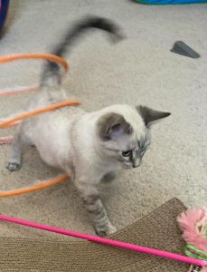 Lilac playing Feb 2026