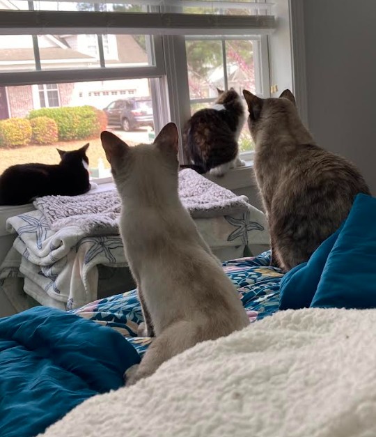 Lilac front & center with 3 other adopted FURR kitties - March 2026