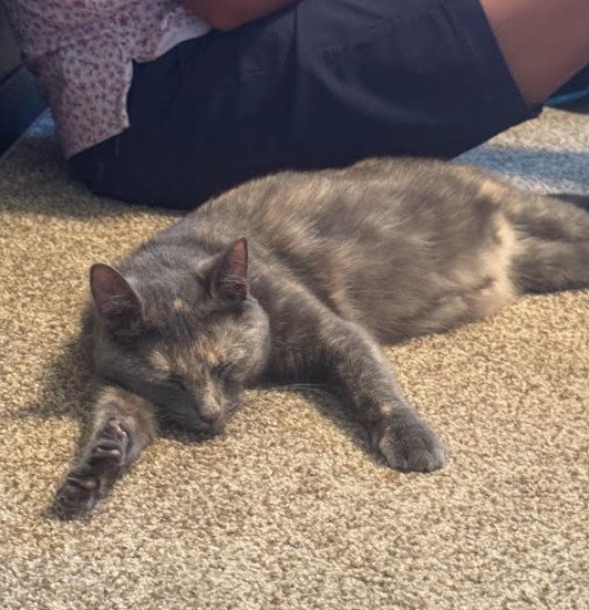 Salvie in her new home - July 2026