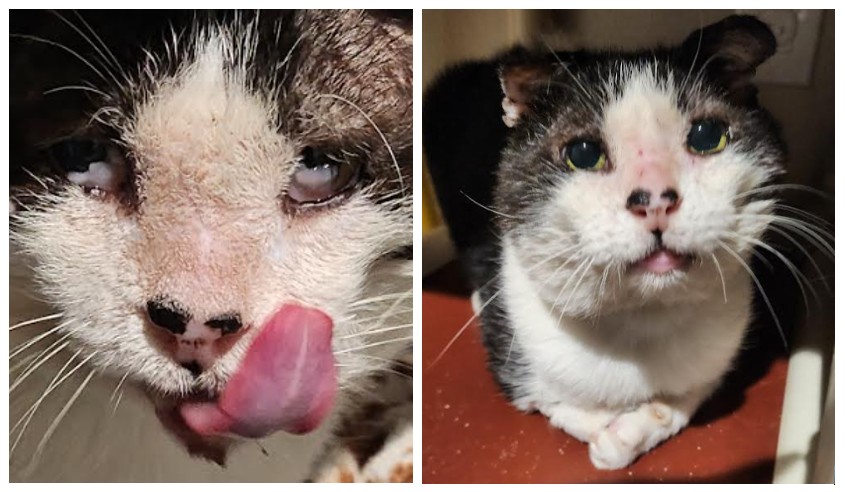 Marty - 3rd eyelid issue before/after surgery - Jan 2026