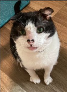 Marty ready for adoption mid-2026