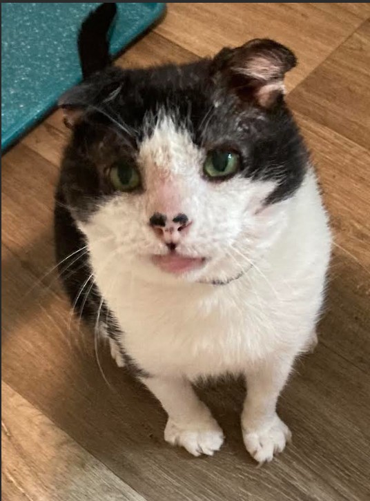 Marty ready for adoption mid-2026