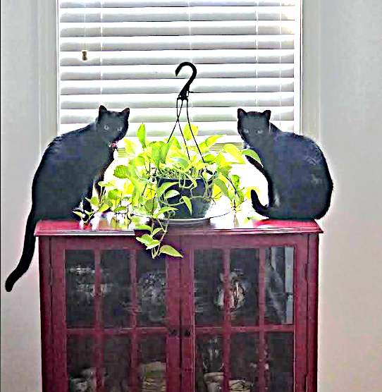 Foster or Adopt Flounder Today!