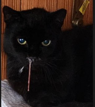 Flounder - dental issues -v2 - Feb 2026