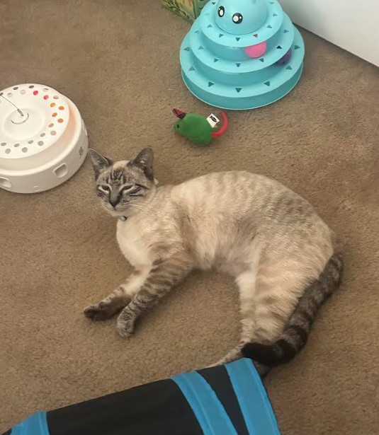 Lema enjoying her new home - Feb 2026