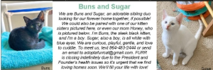 Buns-left and Sugar-right early summer 2026