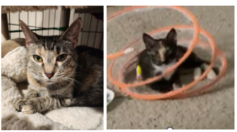 Honey-Left and Cinnemon-right Sept 2026