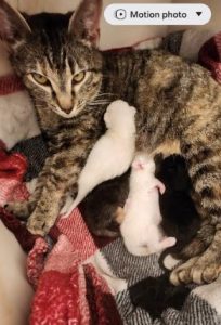 Mama's 4 Kittens - 4-16-2026