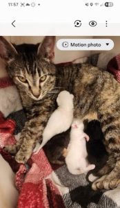 Mama's 4 Kittens - 4-16-2026 v2