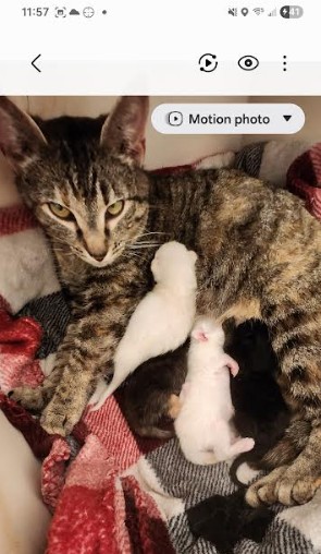 Mama's 4 Kittens - 4-16-2026 v2